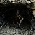 Creature In Its Lair