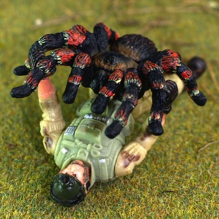 Tarantula vs Soldier (1617 visits)