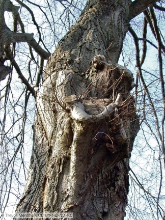 Sobbing Child In Tree