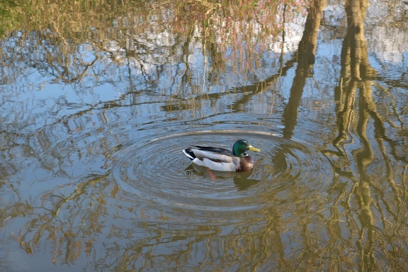 Duck and Ripples (9087 visits)