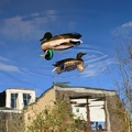 Flying Ducks