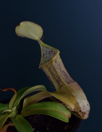 Nepenthes (8404 visits) Close up of Nepenthes hispida 'beck'