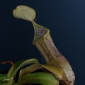 Nepenthes