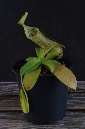 Nepenthes (7698 visits) Nepenthes hispida 'beck'