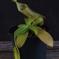 Nepenthes