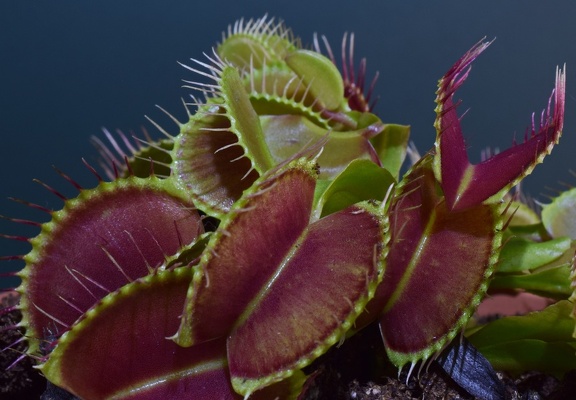 Venus Flytrap (8312 visits) Close up of Dionaea muscipula