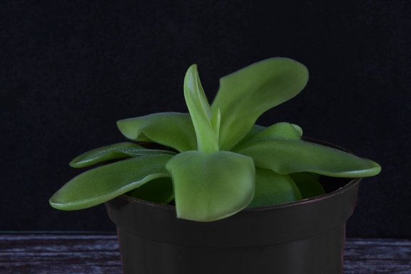 Ping (7824 visits) Pinguicula agnata