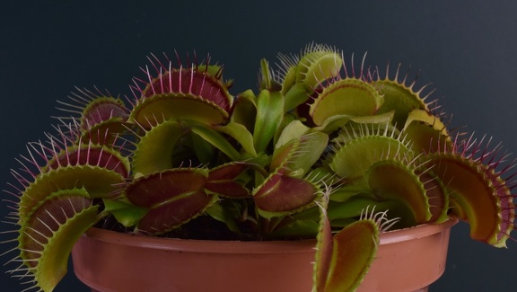 Venus Flytrap