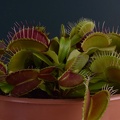 Venus Flytrap