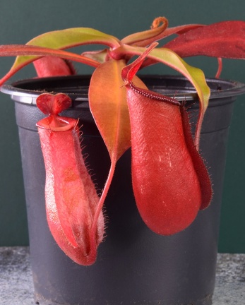 Nepenthes (2698 visits) Nepenthes ampullari red