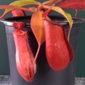 Nepenthes