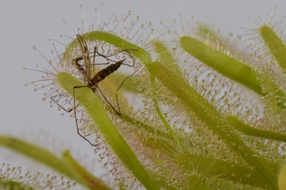 Gotcha! (2771 visits) Drosera capensis alba Sundew  with fly