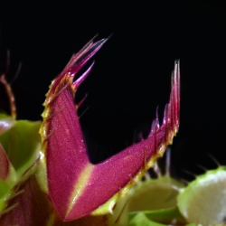 Carnivorous Plants