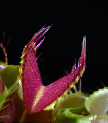 Venus Flytrap - closeup (6871 visits)