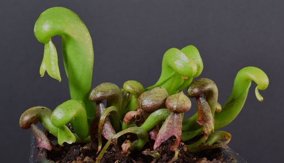 Darlingtonia californica