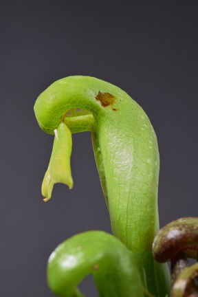 Darlingtonia californica (6217 visits) I was going to fix the plant damage in post, but decided I like the way it resembles an eye