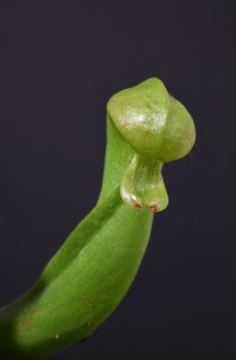 Darlingtonia californica
