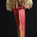 Sarracenia 'Eva'