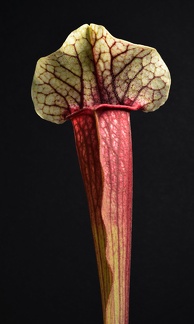 Sarracenia 'Eva'