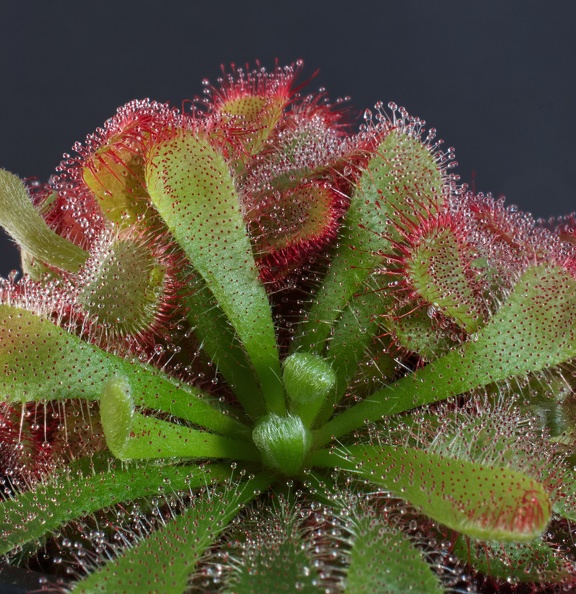 Drosera01Final80.jpg