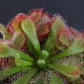 Drosera capensis alba
