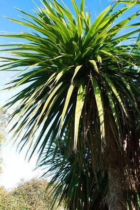 Cordyline Australis (1675 visits) Cordyline australis in Morningside Park, Edinburgh
